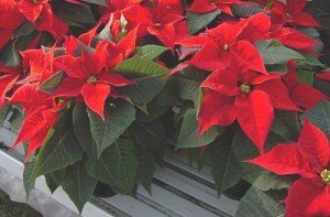 Stella Di Natale Come Conservarla.Stella Di Natale Come Curarla E Farla Durare A Lungo